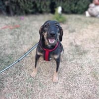 Emo ein toller Faniienhund, Hund zur Adoption
