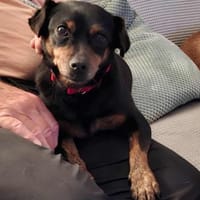 Romeo - ein lieber freundlicher Hund, Hund zur Adoption