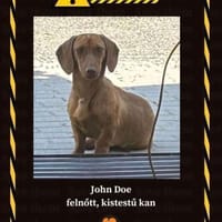 Lieb lustig lebhaft- Dackel JOHN DOE-2J., Hund zur Adoption