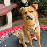 Sonnenschein Beru sucht sein Happy End, Hund zur Adoption