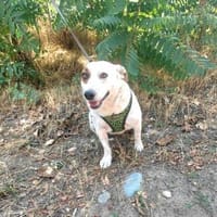 Sehr liebe Bella, Hündin zur Adoption