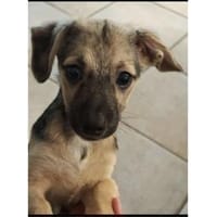 Nils - wartet in 49143 Bissendorf, Hund zur Adoption