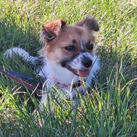 STELLA sucht ihr Glück, Hündin zur Adoption