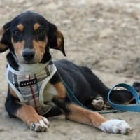 Casey sucht sein für immer zu Hause..., Hündin zur Adoption
