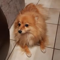 Kessy in 27478 Cuxhaven #, Hündin zur Adoption