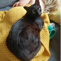 Piña- super lieb, verspielt & verschmust, Katze zur Adoption