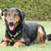 Jerry ein Traum von Hund ..., Hund zur Adoption