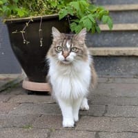 CASPI & SUGGI suchen ein Zuhause, Kater zur Adoption