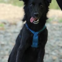 Padino möchte sein Herz verschenken..., Hund zur Adoption