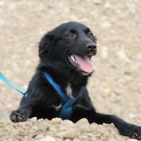 Milindo sucht seine Herzensmenschen..., Hund zur Adoption