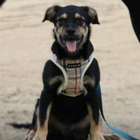 Selindo- sucht seine Herzensmenschen, Hund zur Adoption