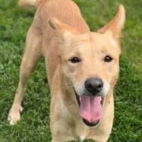 Hundejunge BONI, Hund zur Adoption