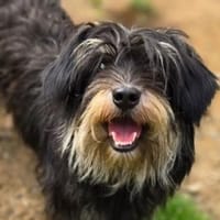 Kleine DIXIE sucht Zuhause, Hündin zur Adoption
