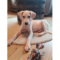 Behati - wartet in 61273 Wehrheim, Hündin zur Adoption