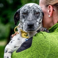 Sully, alltagstauglicher Sonnenschein, c, Hund zur Adoption