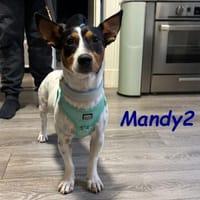 NOTFALL Mandy2 - kleiner Terrier Mix! DE, Hund zur Adoption