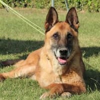 Merlin möchte endlich ankommen...., Hund zur Adoption