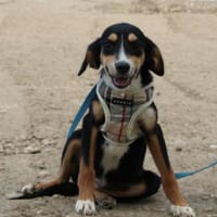 Kolina  sucht ihr Für-Immer-Zuhause, Hündin zur Adoption