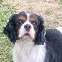 Lenny in 60433 Frankfurt, Hund zur Adoption