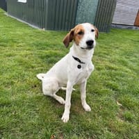 Corazón- jung, aufgeschlossen, liebevoll, Hündin zur Adoption