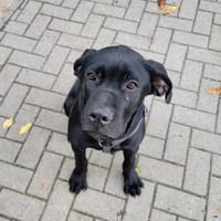 Vega 💜💜💜 bildhübsch und liebenswert, Hündin zur Adoption