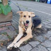 Griffin wartet in seiner Pflegestelle, Hund zur Adoption