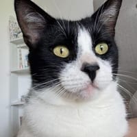 Zuhause gesucht für Balu, Kater zur Adoption
