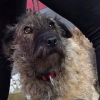 Rani such ein Zuhause, Hündin zur Adoption
