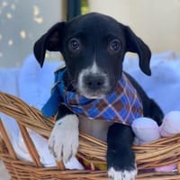 Milo, Labrador Mix Welpe, Hund zur Adoption