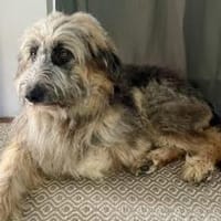 Wilson sucht HSH-Fans, Hund zur Adoption