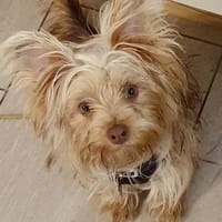 Sven  in 42859 Remscheid, Hund zur Adoption