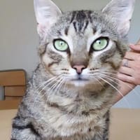 Angel (FIV+) - schöner, lieber Tiger, Kater zur Adoption