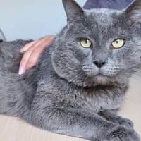 Sultan (FIV+), Kater zur Adoption