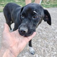 Jagdhund Mix, Hündin, 2 Jahre, Hündin zur Adoption