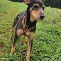 Micki fröhlich lieb sucht ein Zuhause, Hund zur Adoption