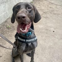 FREEDOM, chien à adopter
