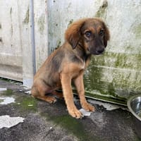 NILA, chienne à adopter