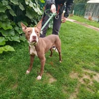 JUNE PAA23039, chienne à adopter