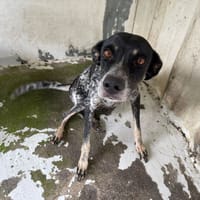 ALYA, chienne à adopter