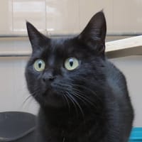 La Calle, chatte à adopter