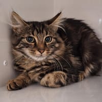EMBERT, chatte à adopter