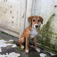 NYSSA, chienne à adopter