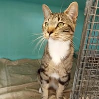 TIGROU, chat à adopter