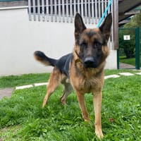 ERWAN paa23029, chien à adopter
