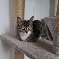 Yua, chatte à adopter