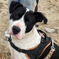 ZEUS, chien à adopter