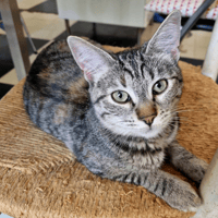BELETTE, chatte à adopter