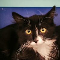 Pruno, chat à adopter
