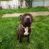 SPOOCKY PAA23033, chien à adopter
