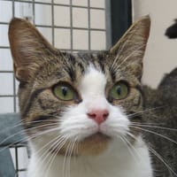 PLUME, chatte à adopter